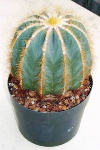 Notocactus_magnificus